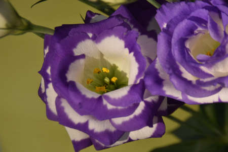 lisianthus very pretty colorful flower close up