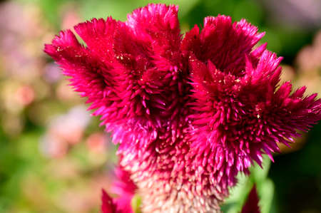 garden flower very pretty colorful blossom close up in the sunshineの写真素材