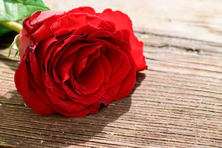 rose very pretty colorful opened garden flower close upの写真素材