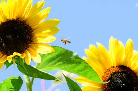 sunflower very nice colorful blossom close up in the sunshineの写真素材