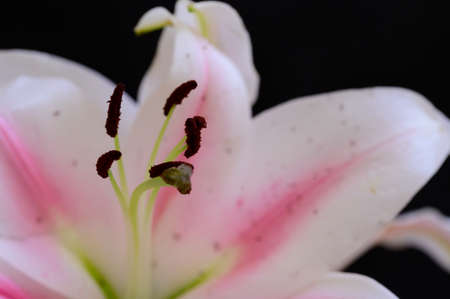 lilly very pretty colorfulopened garden flower close upの写真素材