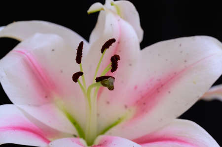 lilly very pretty colorfulopened garden flower close upの写真素材