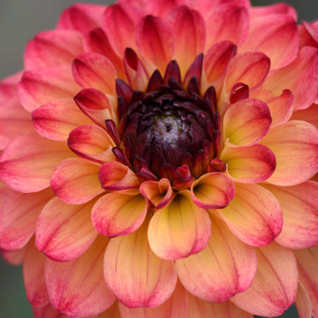 dahlia very pretty colorful  opened garden flower close upの写真素材