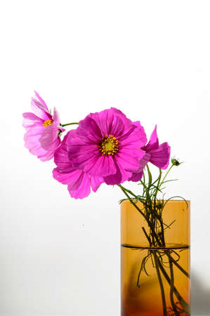 garden flower very pretty colorful small flower in the vaseの写真素材