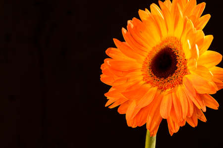 gerber flower very nice colorful blossom close upの写真素材