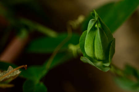 garden colorful flower in the sunshine close upの写真素材