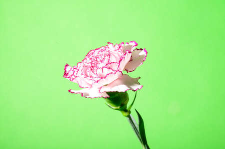 carnation very nice colorful flower close upの写真素材