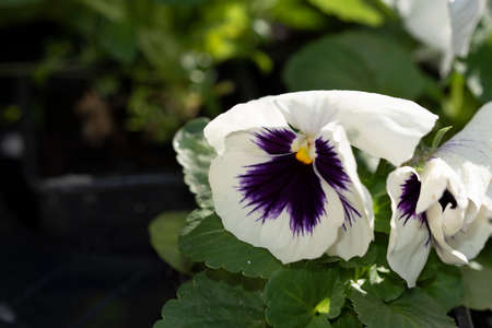 pancy very pretty colorful garden flower close upの写真素材
