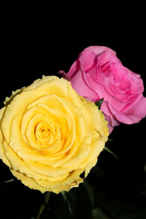 rose colorful garden flower close upの写真素材
