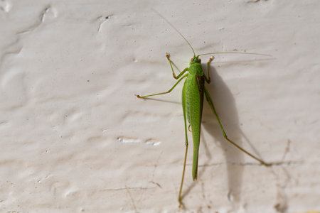 grasshopper  very nice insect close upの写真素材