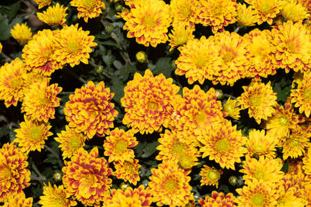 garden flower very pretty colorful small autumn flower