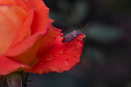 grasshopper  very nice insect close upの写真素材