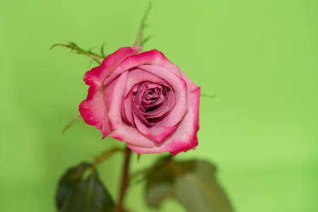 rose very pretty colorful garden flower close upの写真素材