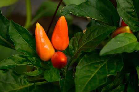 hot pepper close up in my garden very colorful vegetabl
