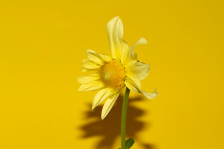 dahlia very pretty colorful garden flower close upの写真素材