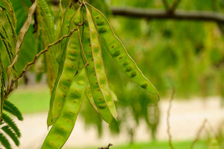 tree harvest close up in the sunshine close up