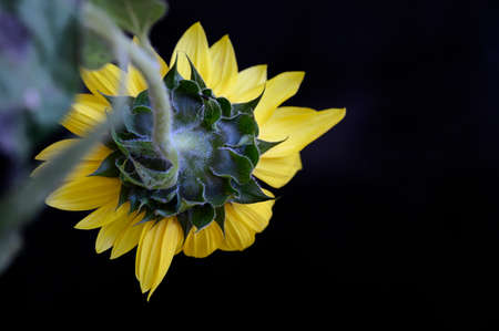 flower very pretty colorful blossom close up from behindの写真素材