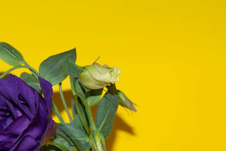 bud flower very pretty colorful small plant close upの写真素材