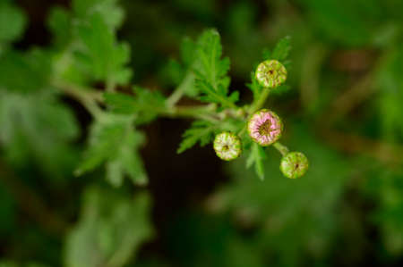garden colorful flower in the sunshine close upの写真素材