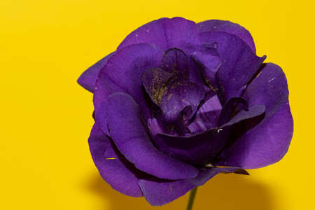 lisianthus very pretty colorful flower close upの写真素材