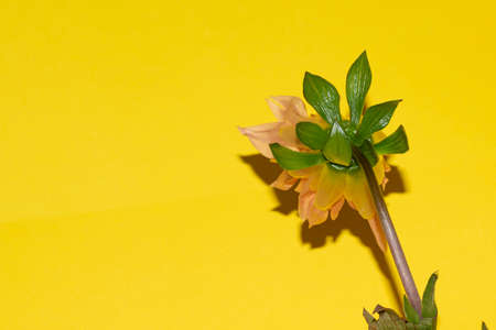garden flower very pretty colorful flower from behind close upの写真素材