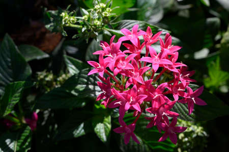 garden colorful very pretty flower close up in my garden