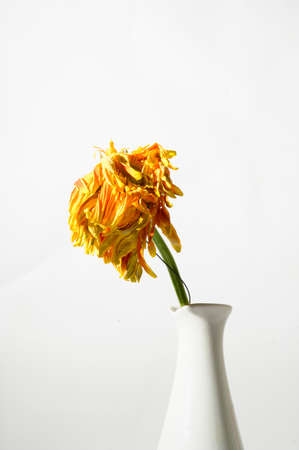 withered flower close up in the vaseの写真素材