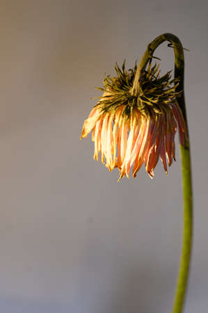 withered flower close up in the vase