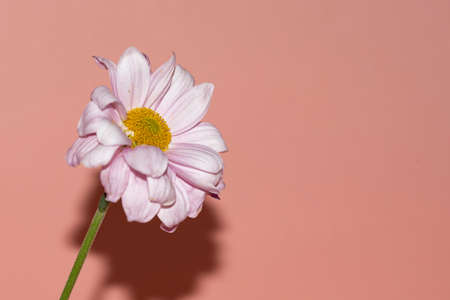 garden colorful flower close up and color backgroundの写真素材
