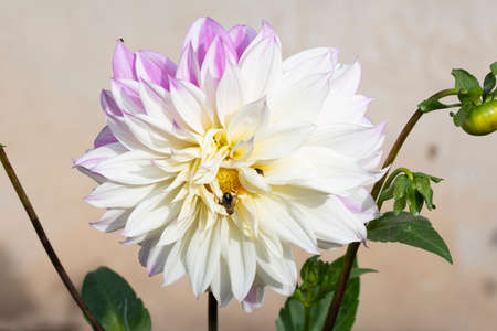 dahlia very pretty colorful garden autumn flower close upの写真素材