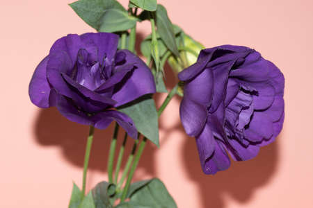 lisianthus very pretty colorful flower close up