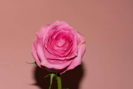 rose very nice colorful opened flower close upの写真素材