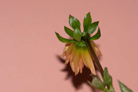 dahlia autumn colorful garden flower close upの写真素材