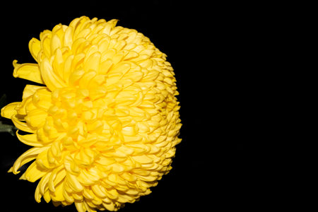 chrysanthemum very pretty yellow big garden autumn flower close upの写真素材