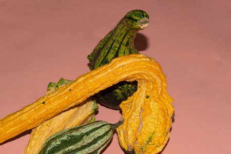 pumpkin very nice colorful vegetable and chrysanthemum colorful autumn flowerの写真素材
