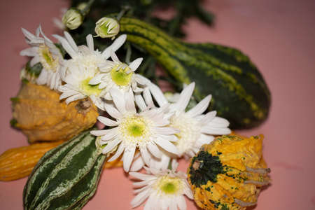 chrysanthemum very beautiful colored small garden flower and pumpkin decorationの写真素材