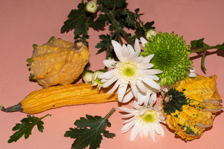 flower very nice colorful blossom and pumpkin decoration close up