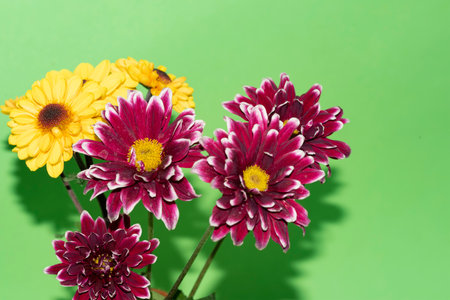 chrysanthemum very pretty colorful small autumn garden flower close upの写真素材