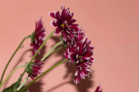 chrysanthemum very small colored garden flower close upの写真素材