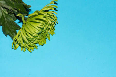 chrysanthemum very nice colored garden flower close up and colored background