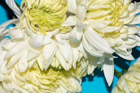 chrysanthemum very pretty colorful autumn garden flower close up