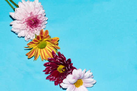 chrysanthemum very pretty colorful small autumn garden flower
