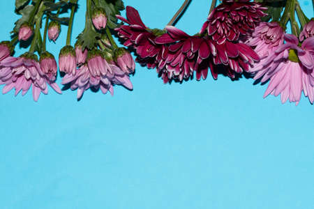 chrysanthemum a little autumn garden flower close upの写真素材