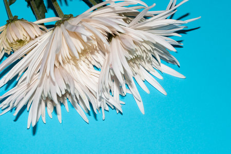 chrysanthemum very nice colored garden autumn flowerの写真素材