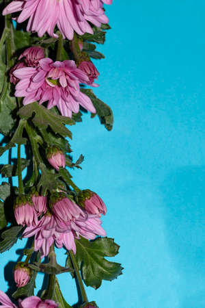 chrysanthemum a little autumn garden flower close upの写真素材