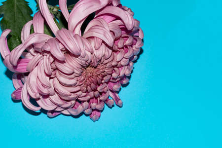 chrysanthemum very pretty colorful autumn garden flower close upの写真素材