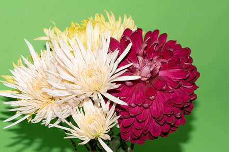 chrysanthemum very pretty colorful autumn garden flower close upの写真素材