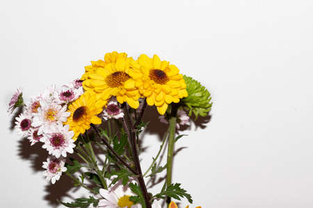 chrysanthemum very nice small garden flower close upの写真素材