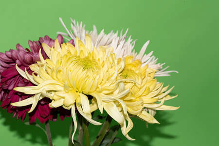chrysanthemum very pretty colorful autumn garden flower close upの写真素材