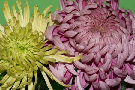 chrysanthemum very nice colorful garden flower close upの写真素材